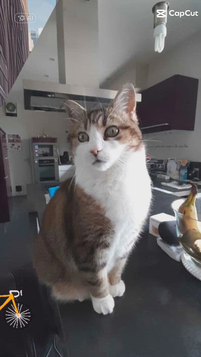 Pour @[Câline](pet:345804) Gros bisous 